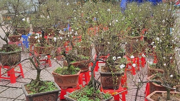 Chợ hoa Tết Tây Hồ: Đường phố thông thoáng, tiểu thương buôn bán trong trật tự- Ảnh 7.