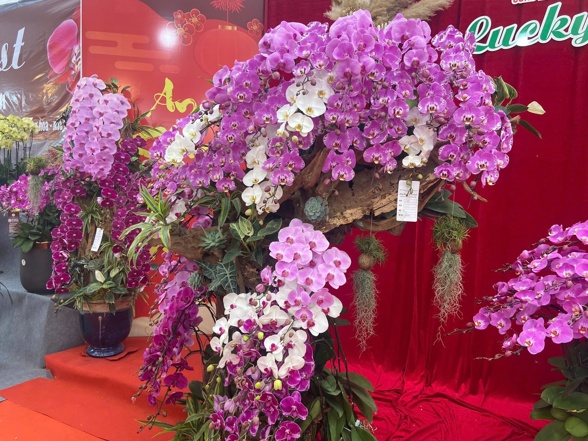 Lan Hồ Điệp Tết 2026: Giá leo thang những ngày cận kề năm mới- Ảnh 3.