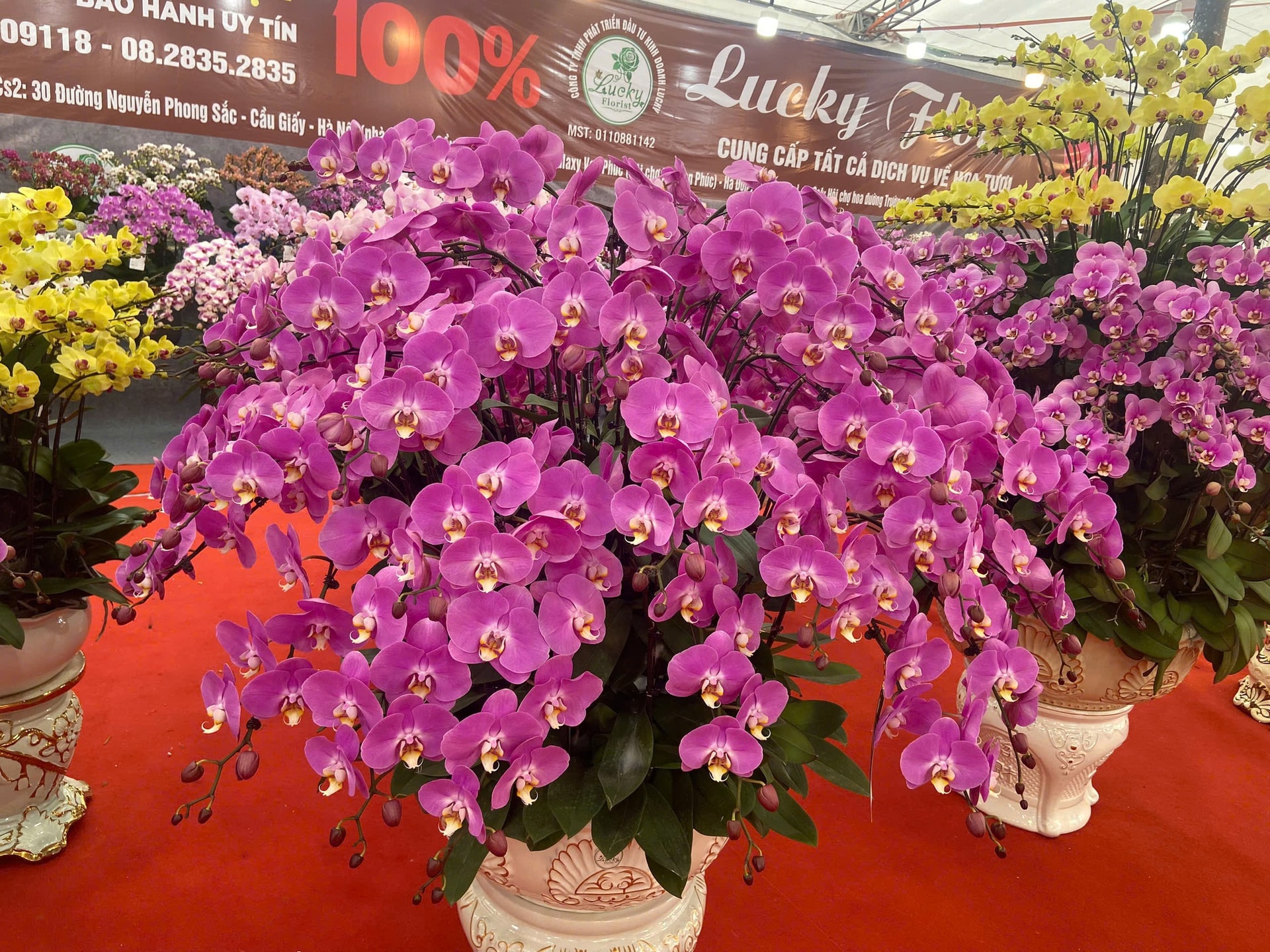 Lan Hồ Điệp Tết 2026: Giá leo thang những ngày cận kề năm mới- Ảnh 2.