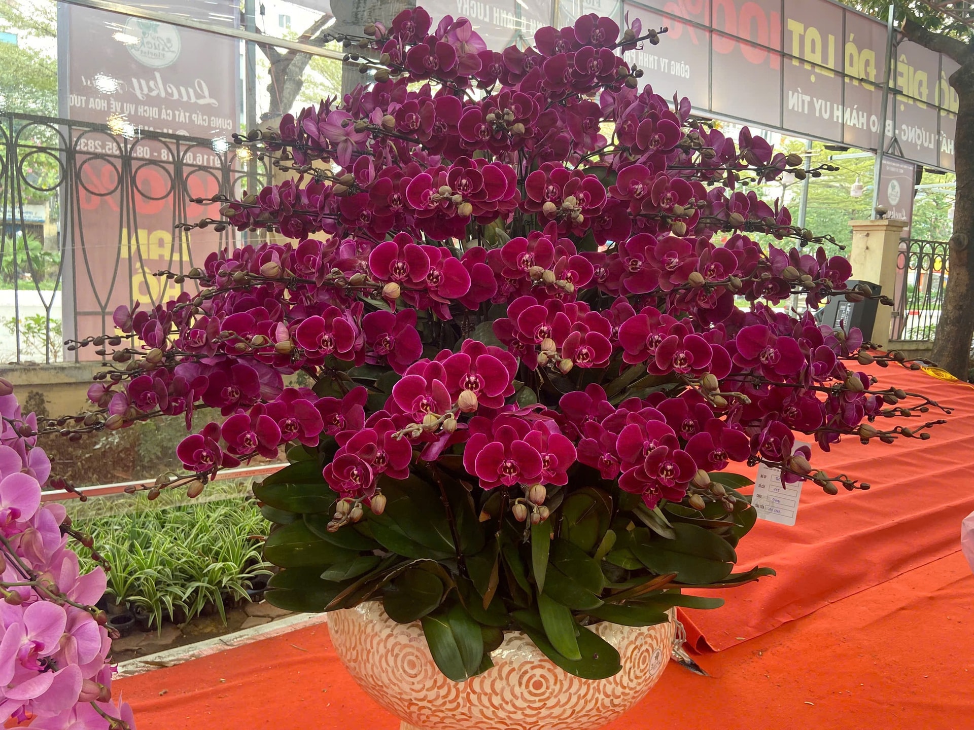 Lan Hồ Điệp Tết 2026: Giá leo thang những ngày cận kề năm mới- Ảnh 5.