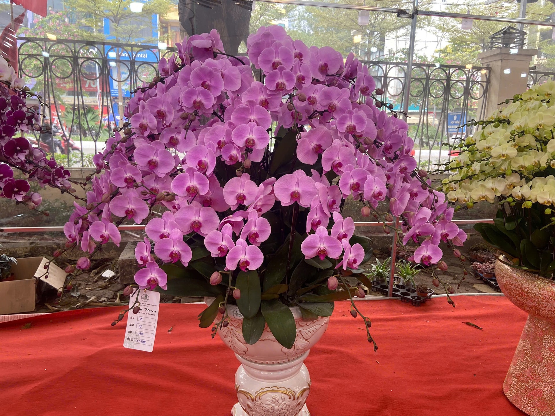 Lan Hồ Điệp Tết 2026: Giá leo thang những ngày cận kề năm mới- Ảnh 9.