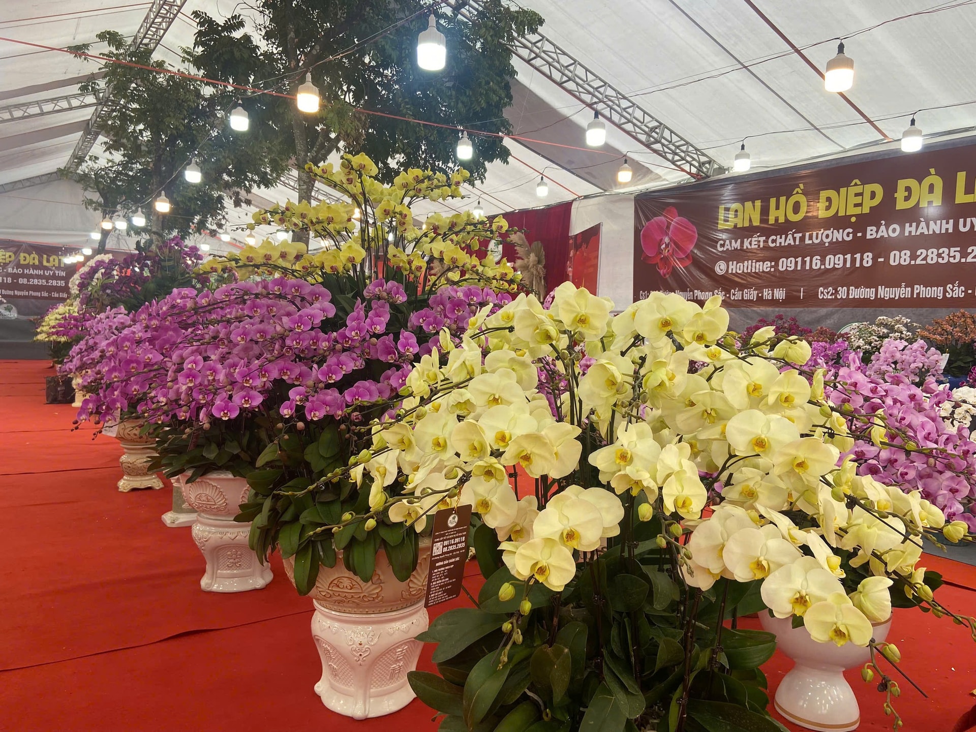 Lan Hồ Điệp Tết 2026: Giá leo thang những ngày cận kề năm mới- Ảnh 6.