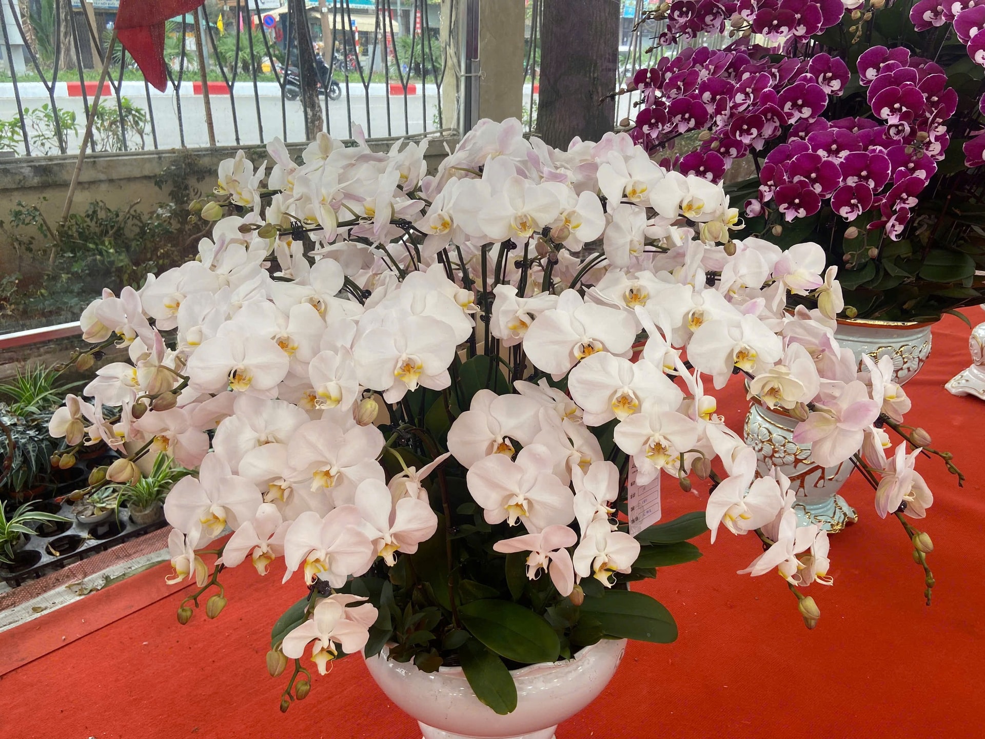 Lan Hồ Điệp Tết 2026: Giá leo thang những ngày cận kề năm mới- Ảnh 7.