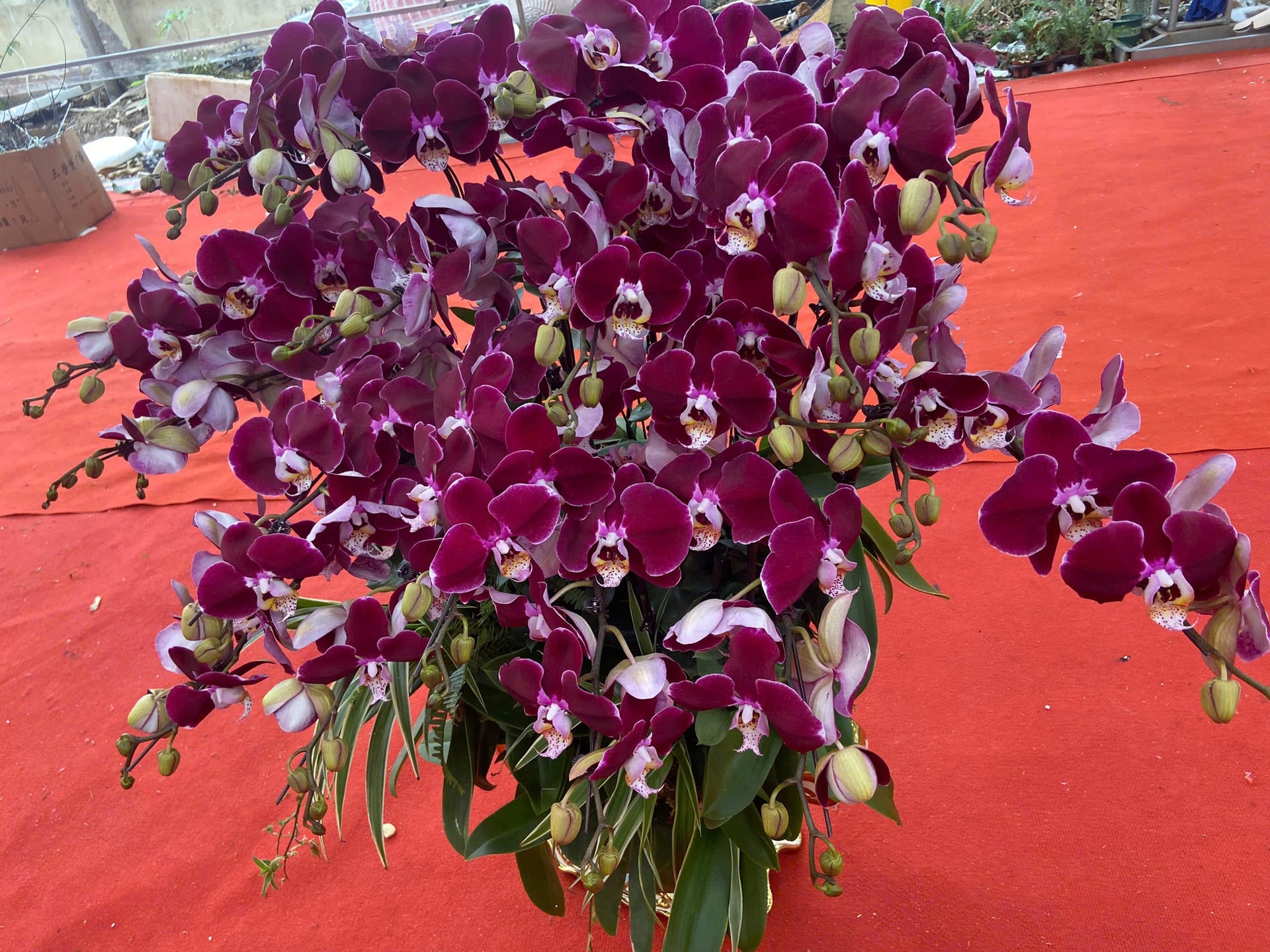 Lan Hồ Điệp Tết 2026: Giá leo thang những ngày cận kề năm mới- Ảnh 10.