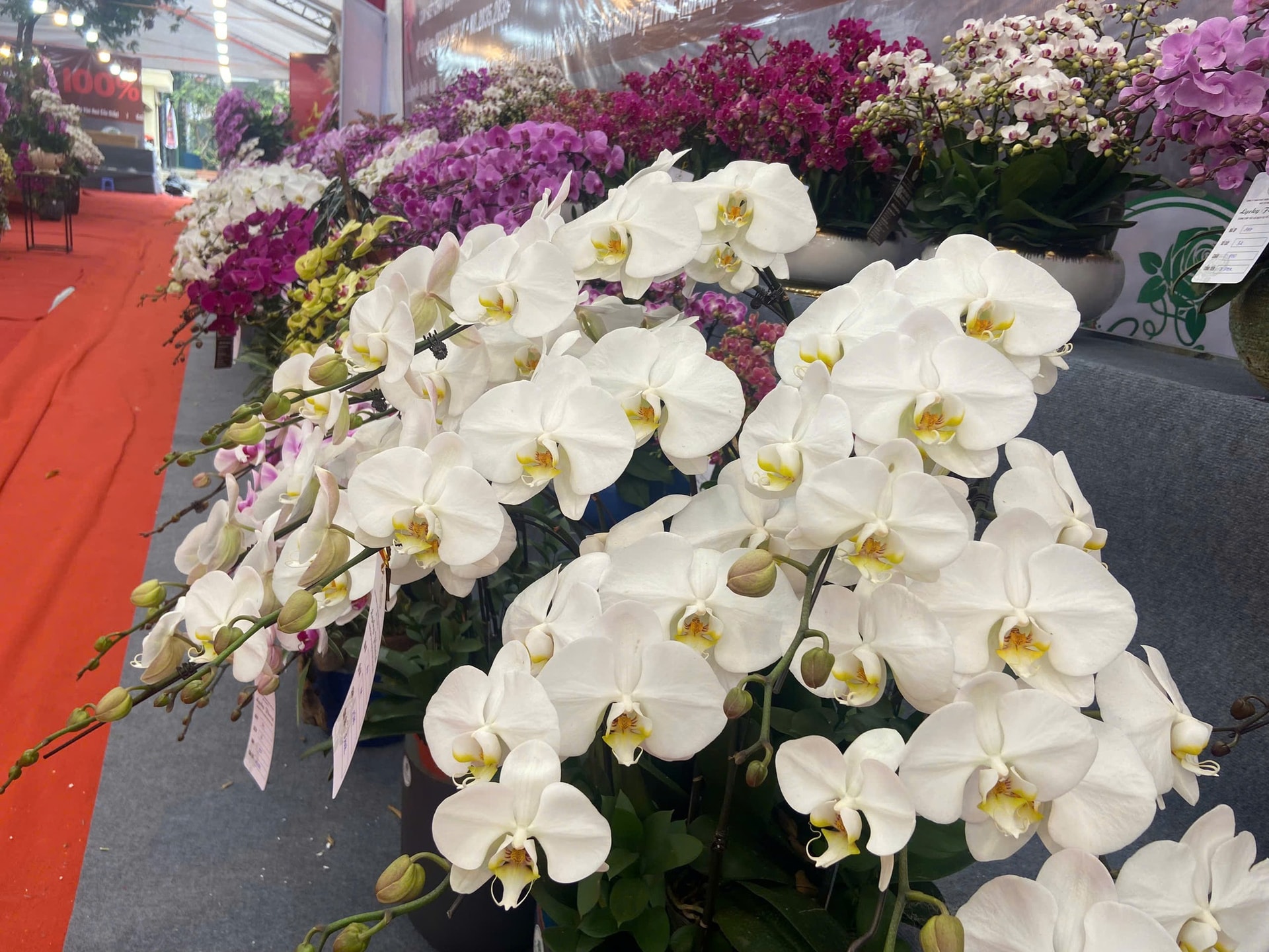 Lan Hồ Điệp Tết 2026: Giá leo thang những ngày cận kề năm mới- Ảnh 11.