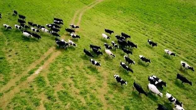 TH true MILK và năm của những dấu ấn tự hào- Ảnh 3. TH true MILK và năm của những dấu ấn tự hào- Ảnh 3.