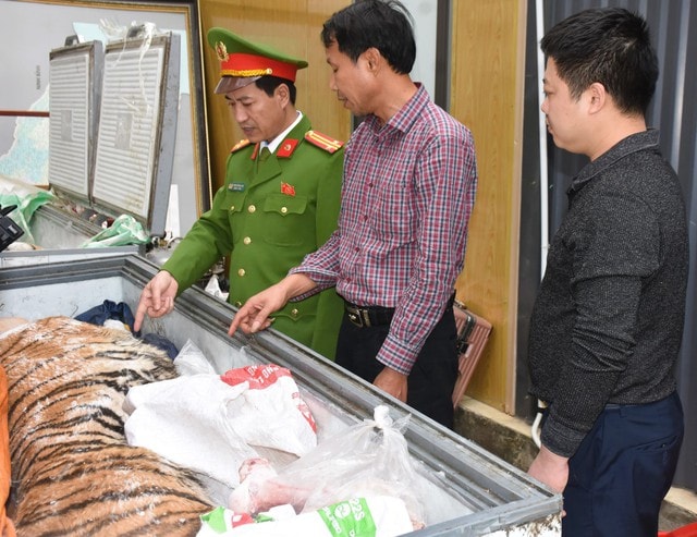 Đột kích hầm ngầm kiên cố, thu giữ hai cá thể hổ quý hiếm- Ảnh 2. Đột kích hầm ngầm kiên cố, thu giữ hai cá thể hổ quý hiếm- Ảnh 2.