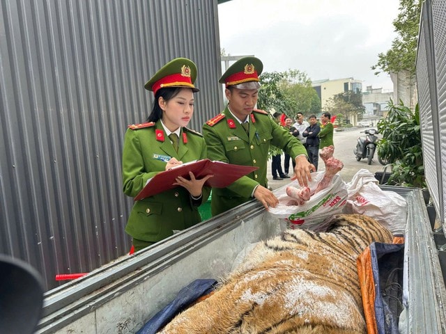 Đột kích hầm ngầm kiên cố, thu giữ hai cá thể hổ quý hiếm- Ảnh 1. Đột kích hầm ngầm kiên cố, thu giữ hai cá thể hổ quý hiếm- Ảnh 1.