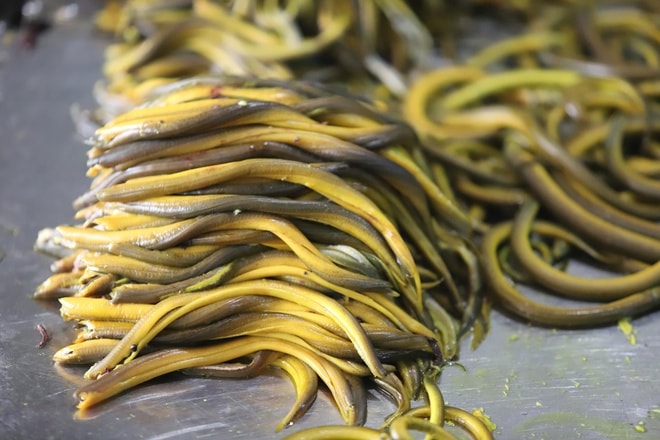 Lươn xứ Nghệ: Từ món ăn dân gian thành di sản ẩm thực quốc gia- Ảnh 4. Lươn xứ Nghệ: Từ món ăn dân gian thành di sản ẩm thực quốc gia- Ảnh 4.