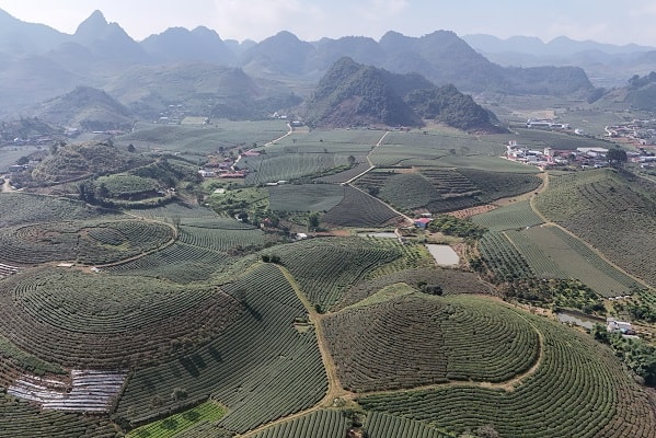 Mộc Châu khoác áo xuân: Trắng đồi mận, xanh đồi chè- Ảnh 4.