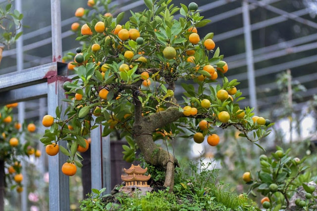 Giữ sắc xuân trọn vẹn: Cách chăm sóc hoa Tết để bền đẹp, tránh rủi ro đầu năm- Ảnh 4.