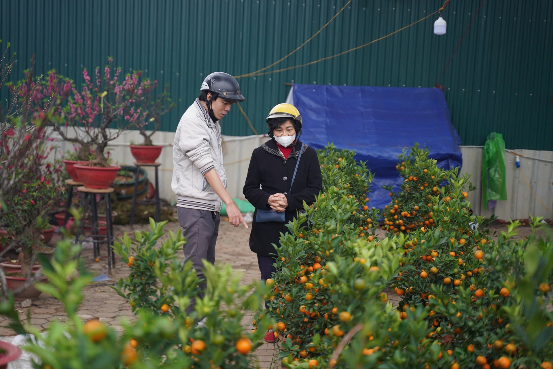 Người dân háo hức đi săn đào quất 