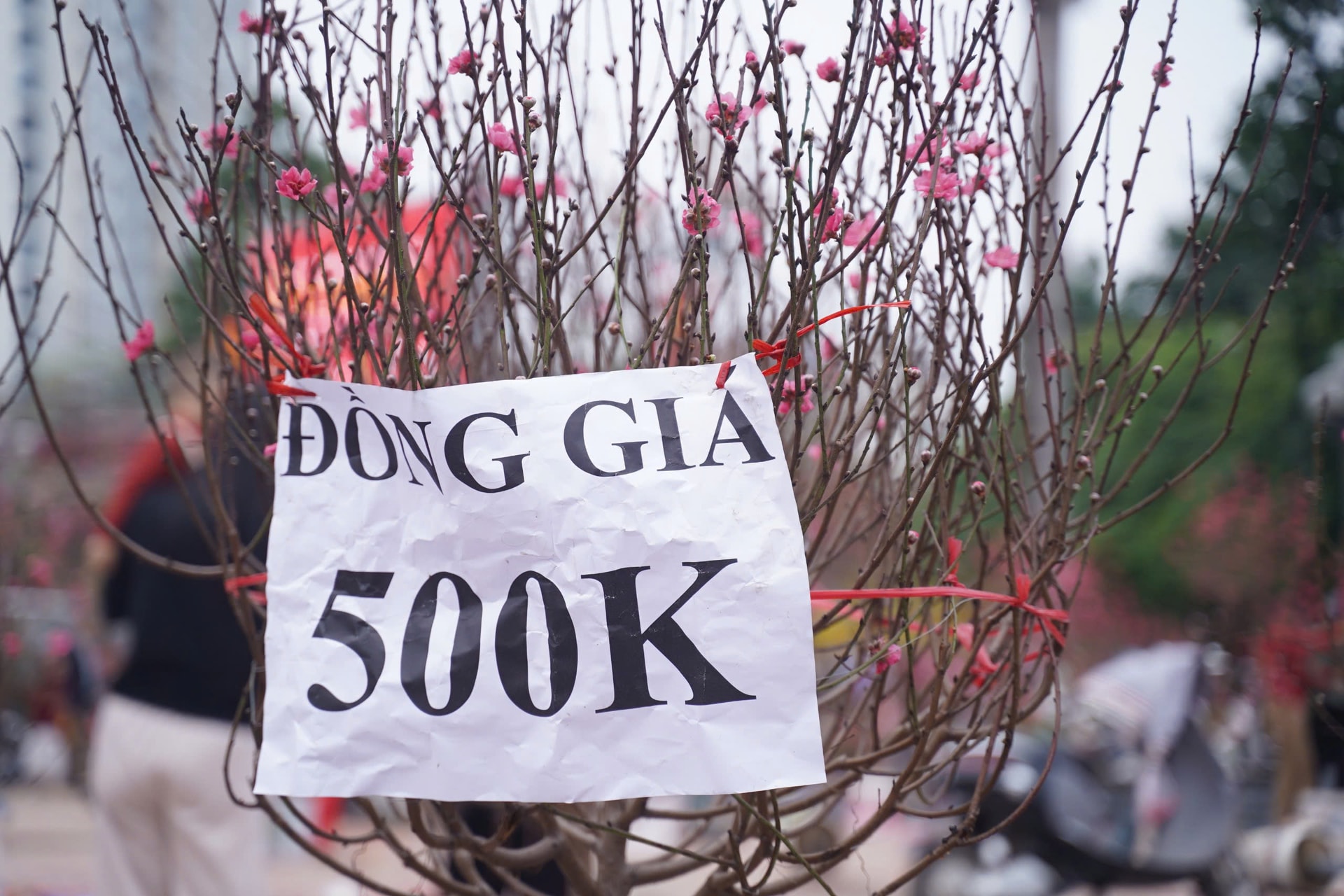 Người dân háo hức đi săn đào quất 