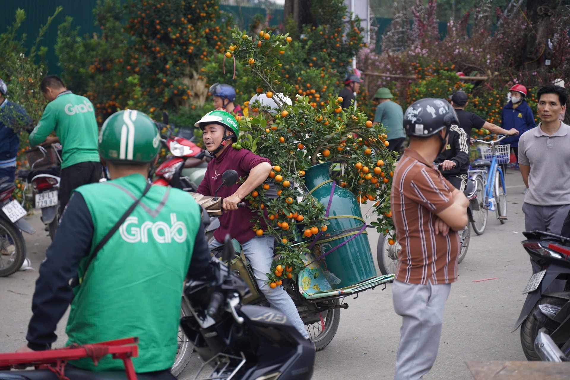 Người dân háo hức đi săn đào quất 