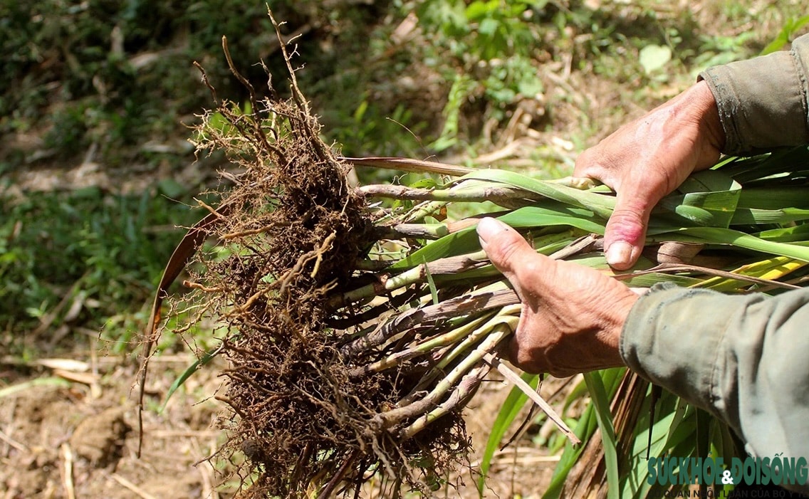 Giữ mùi Tết trong khói hương trầm- Ảnh 7. Giữ mùi Tết trong khói hương trầm- Ảnh 7.