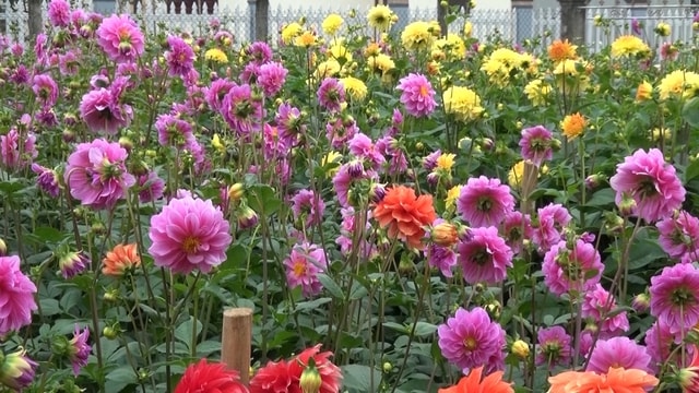 Giữ sắc xuân trọn vẹn: Cách chăm sóc hoa Tết để bền đẹp, tránh rủi ro đầu năm- Ảnh 3.