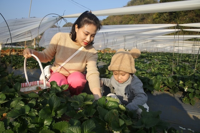 Mộc Châu khoác áo xuân: Trắng đồi mận, xanh đồi chè- Ảnh 6.