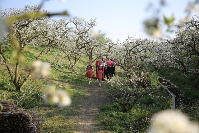 Mộc Châu khoác áo xuân: Trắng đồi mận, xanh đồi chè- Ảnh 2.