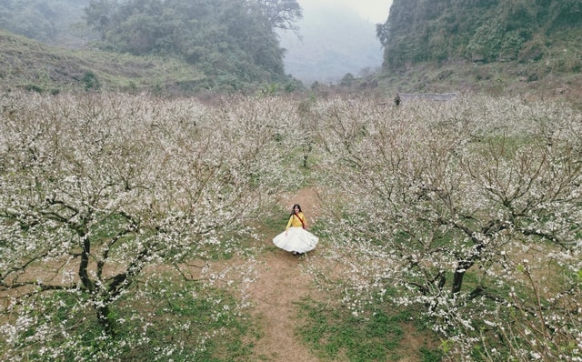 Mộc Châu khoác áo xuân: Trắng đồi mận, xanh đồi chè- Ảnh 1.