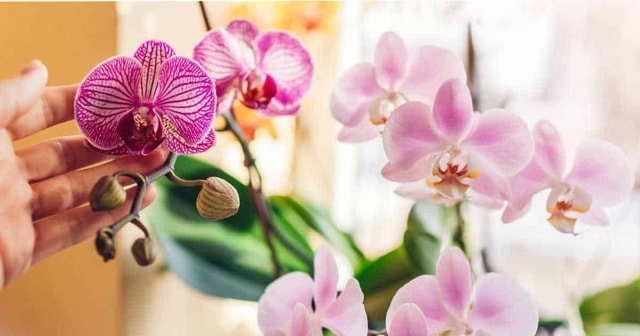 Giữ sắc xuân trọn vẹn: Cách chăm sóc hoa Tết để bền đẹp, tránh rủi ro đầu năm- Ảnh 1.