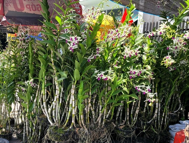 Người dân TPHCM nô nức trang hoàng nhà cửa, tất bật sắm mai, đào đón Tết- Ảnh 5.