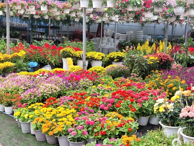 Người dân TPHCM nô nức trang hoàng nhà cửa, tất bật sắm mai, đào đón Tết- Ảnh 2.