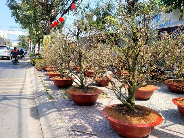 Người dân TPHCM nô nức trang hoàng nhà cửa, tất bật sắm mai, đào đón Tết- Ảnh 7.