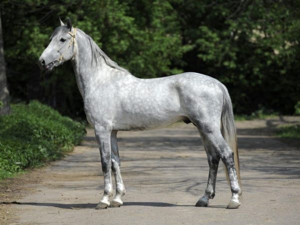 Giống ngựa trứ danh nổi tiếng nhất thế giới có những đặc điểm khác biệt đến khó tin- Ảnh 2.