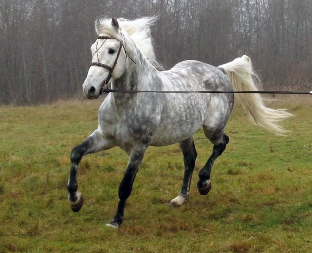 Giống ngựa trứ danh nổi tiếng nhất thế giới có những đặc điểm khác biệt đến khó tin- Ảnh 1.