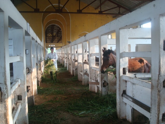 Nghiên cứu và bảo tồn giống ngựa Việt Nam: Giữ nguồn gen quý giữa nhiều thách thức- Ảnh 4.