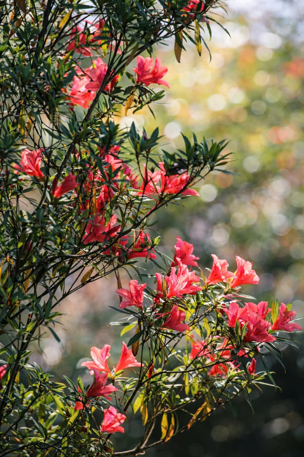 Say đắm sắc hoa mùa xuân giữa đại ngàn Bạch Mã- Ảnh 4.