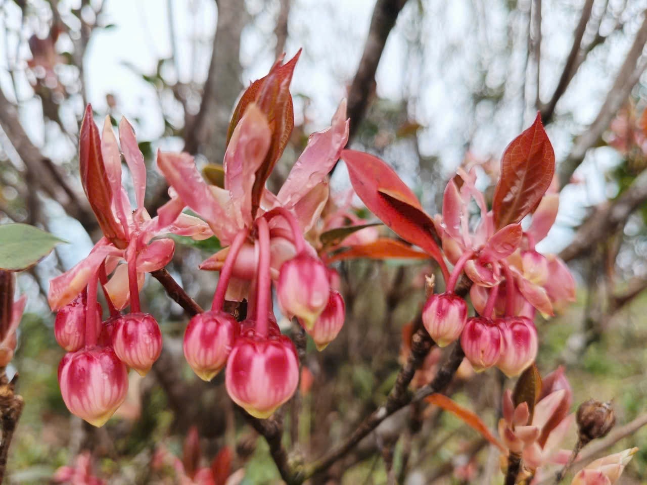 Say đắm sắc hoa mùa xuân giữa đại ngàn Bạch Mã- Ảnh 1.