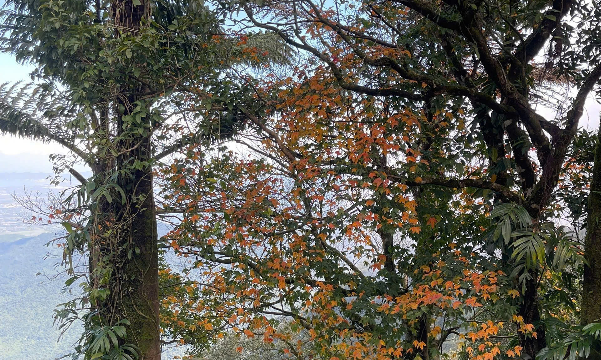 Say đắm sắc hoa mùa xuân giữa đại ngàn Bạch Mã- Ảnh 5.