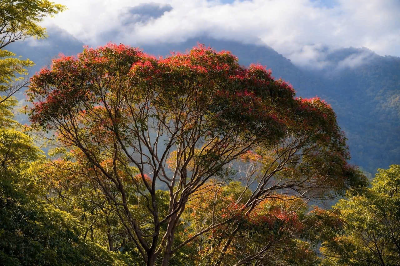 Say đắm sắc hoa mùa xuân giữa đại ngàn Bạch Mã- Ảnh 6.