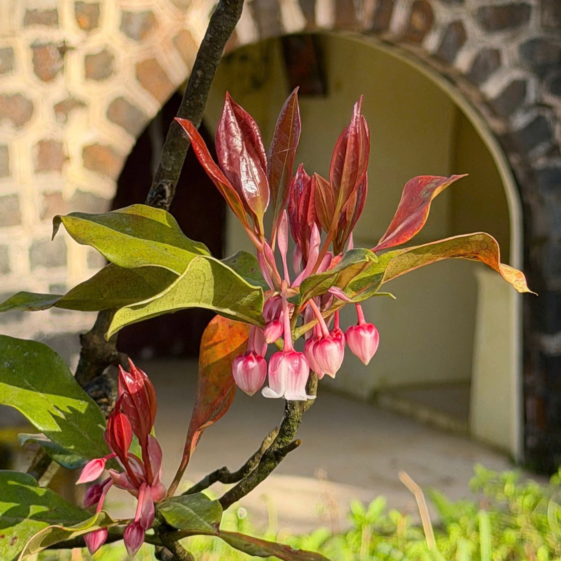 Say đắm sắc hoa mùa xuân giữa đại ngàn Bạch Mã- Ảnh 8.