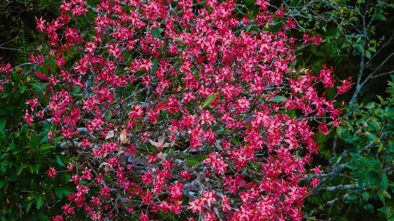 Say đắm sắc hoa mùa xuân giữa đại ngàn Bạch Mã- Ảnh 7.