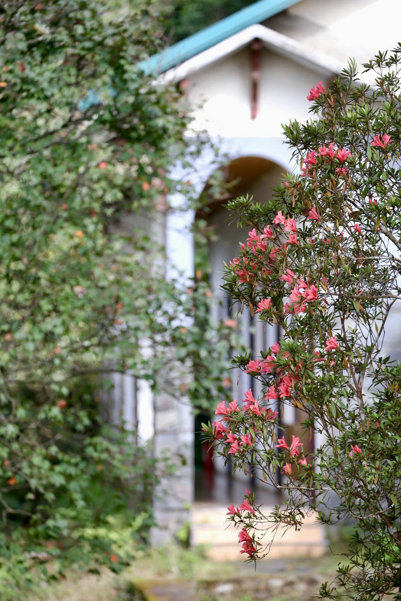 Say đắm sắc hoa mùa xuân giữa đại ngàn Bạch Mã- Ảnh 3.