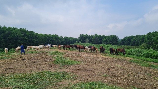 Nghiên cứu và bảo tồn giống ngựa Việt Nam: Giữ nguồn gen quý giữa nhiều thách thức- Ảnh 1.