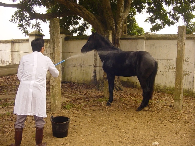 Nghiên cứu và bảo tồn giống ngựa Việt Nam: Giữ nguồn gen quý giữa nhiều thách thức- Ảnh 2.