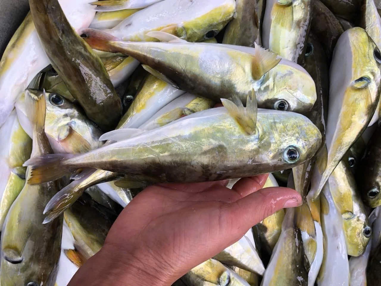 Bộ Y tế: Khẩn trương làm rõ vụ nghi ngộ độc thực phẩm do ăn cá nóc tại Quảng Ninh- Ảnh 1. Bộ Y tế: Khẩn trương làm rõ vụ nghi ngộ độc thực phẩm do ăn cá nóc tại Quảng Ninh- Ảnh 1.