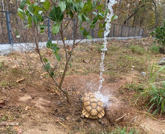 Cận cảnh động vật quý hiếm ‘ăn Tết’- Ảnh 7.