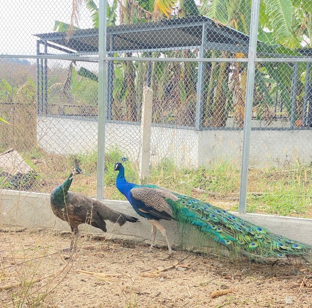 Cận cảnh động vật quý hiếm ‘ăn Tết’- Ảnh 8.