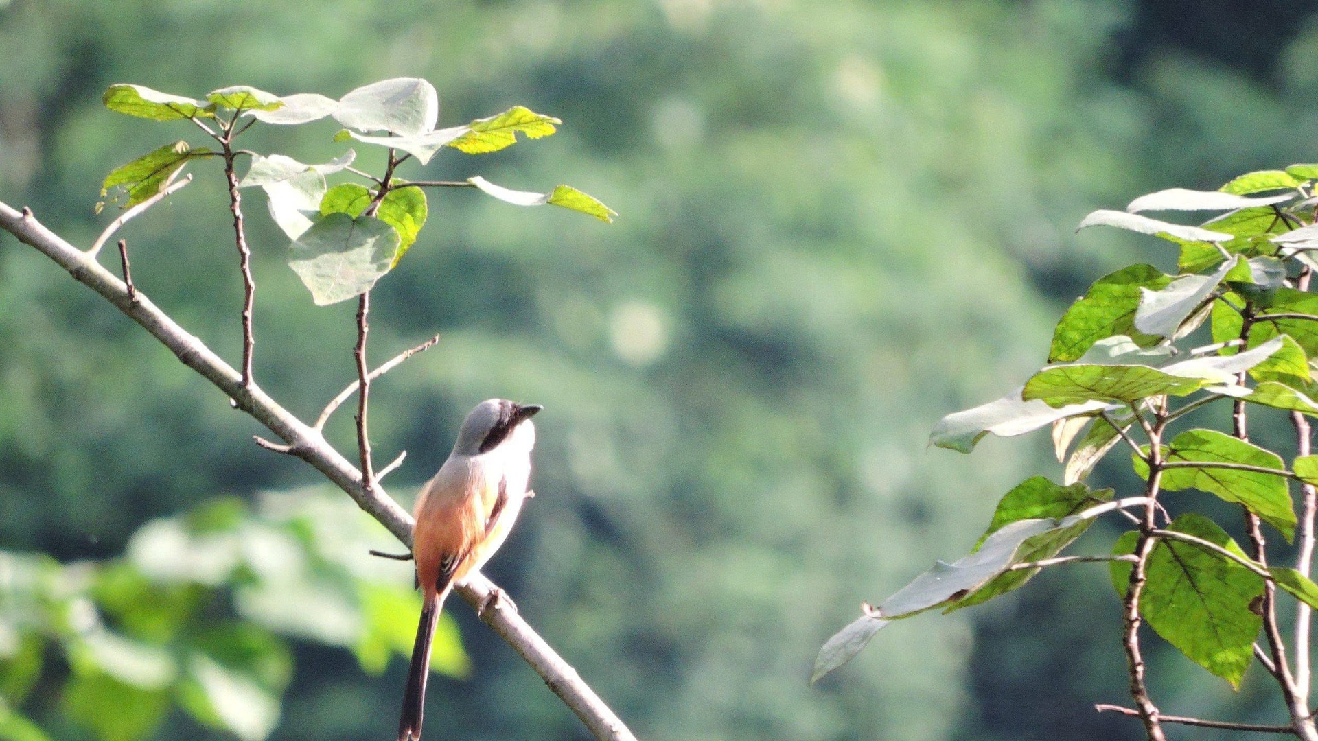 Hình ảnh mới nhất về những loài chim quý hiếm vừa được ghi nhận qua bẫy ảnh- Ảnh 10.