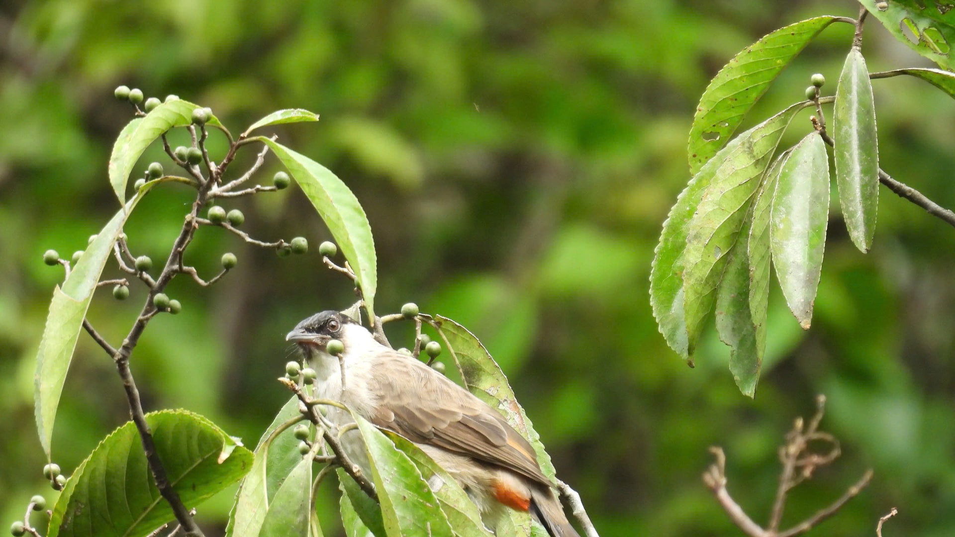 Hình ảnh mới nhất về những loài chim quý hiếm vừa được ghi nhận qua bẫy ảnh- Ảnh 11.