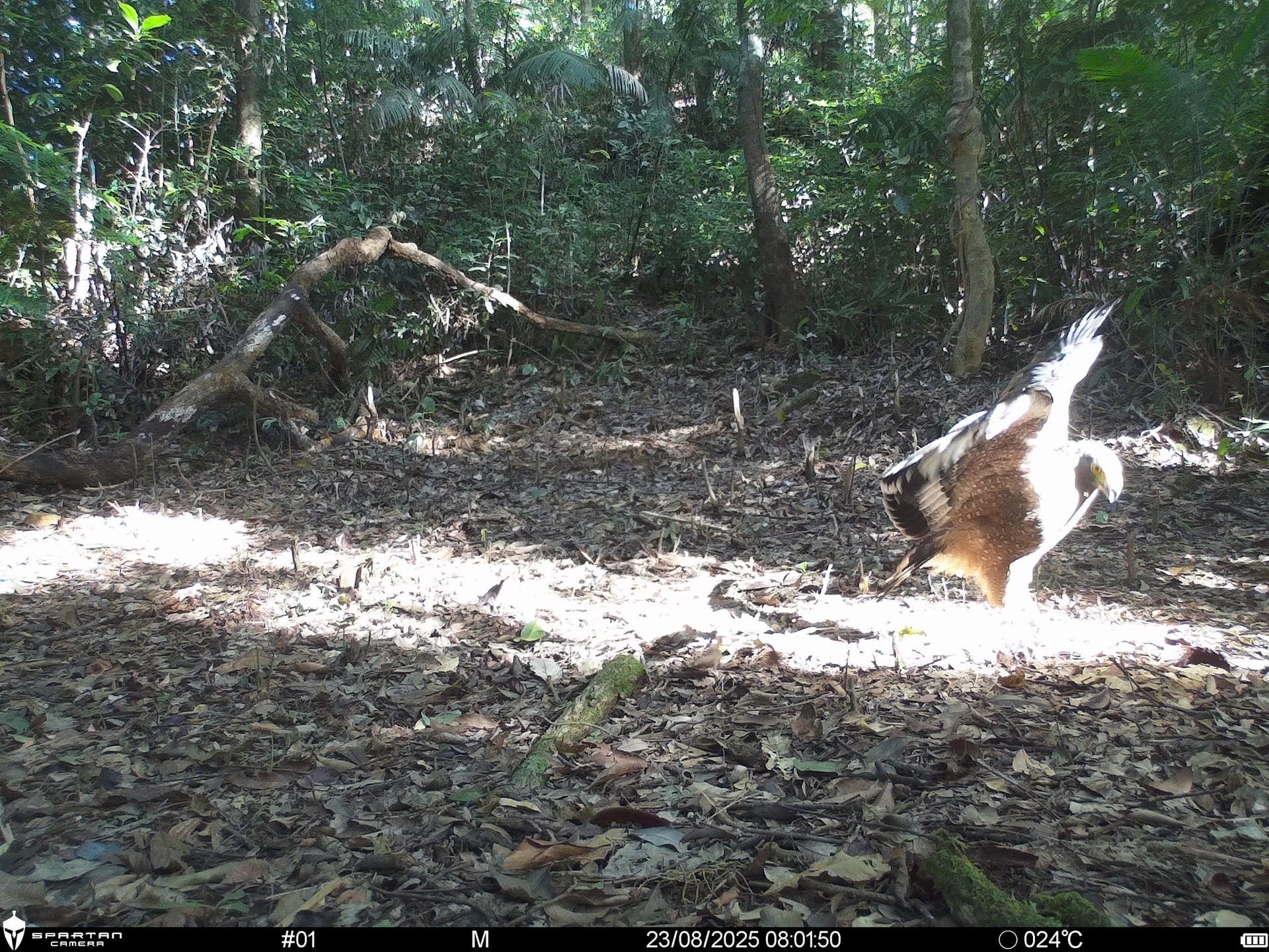 Hình ảnh mới nhất về những loài chim quý hiếm vừa được ghi nhận qua bẫy ảnh- Ảnh 1.