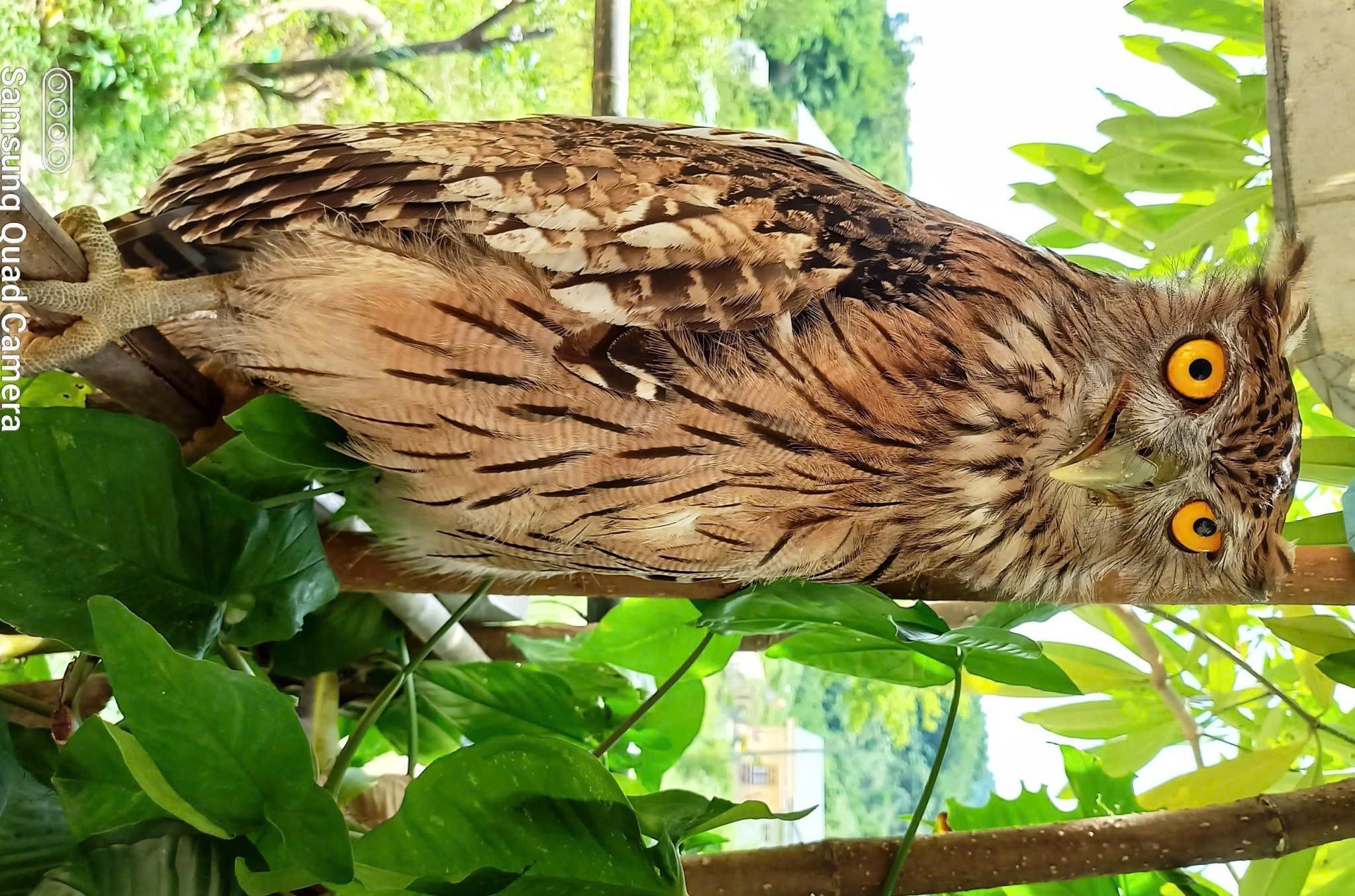 Hình ảnh mới nhất về những loài chim quý hiếm vừa được ghi nhận qua bẫy ảnh- Ảnh 8.