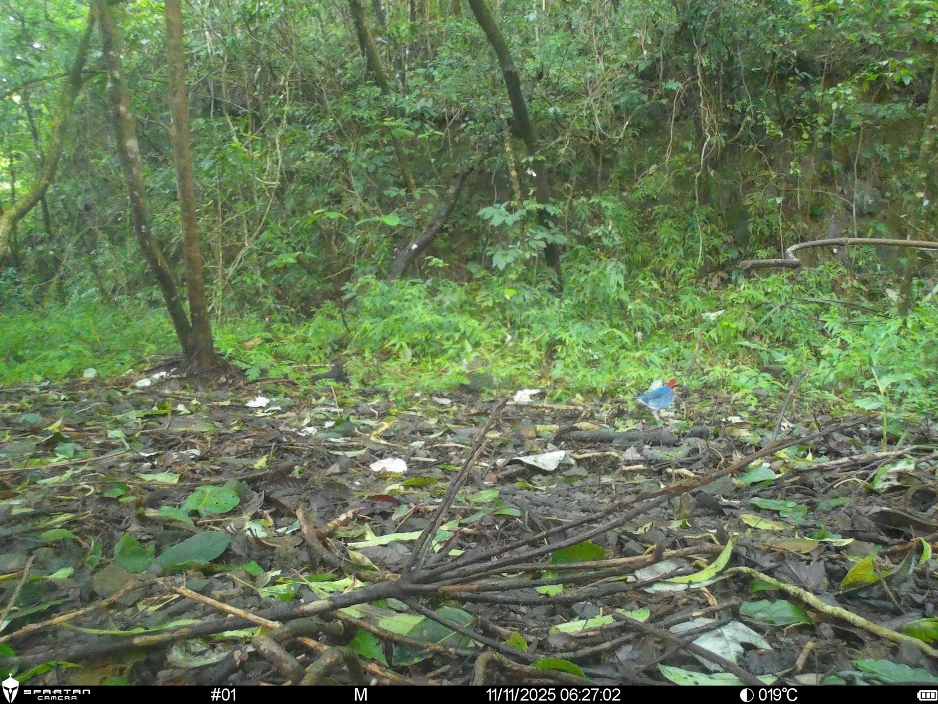 Hình ảnh mới nhất về những loài chim quý hiếm vừa được ghi nhận qua bẫy ảnh- Ảnh 2.