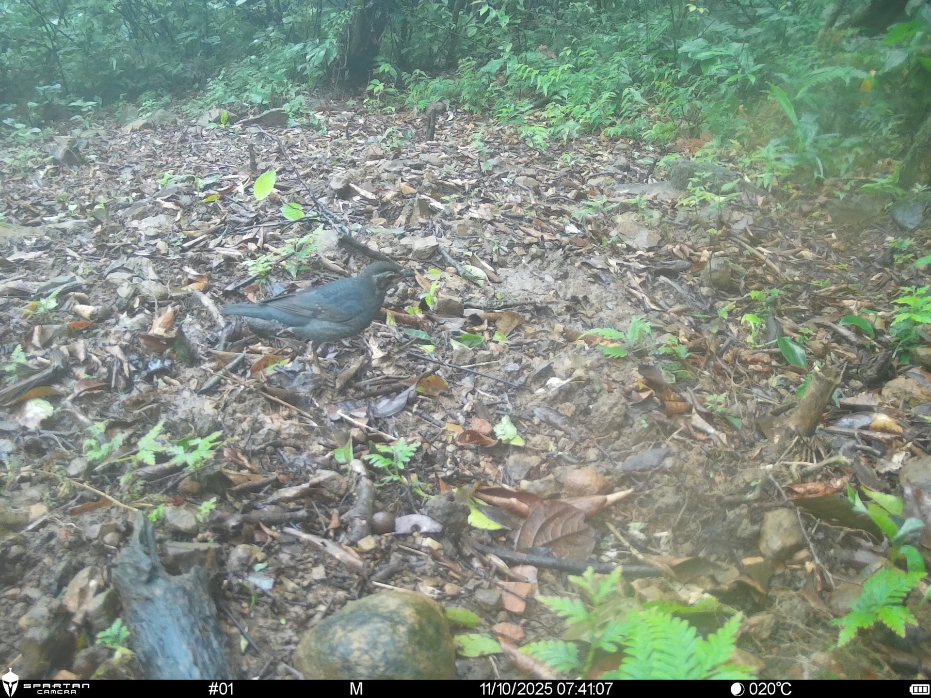 Hình ảnh mới nhất về những loài chim quý hiếm vừa được ghi nhận qua bẫy ảnh- Ảnh 4.