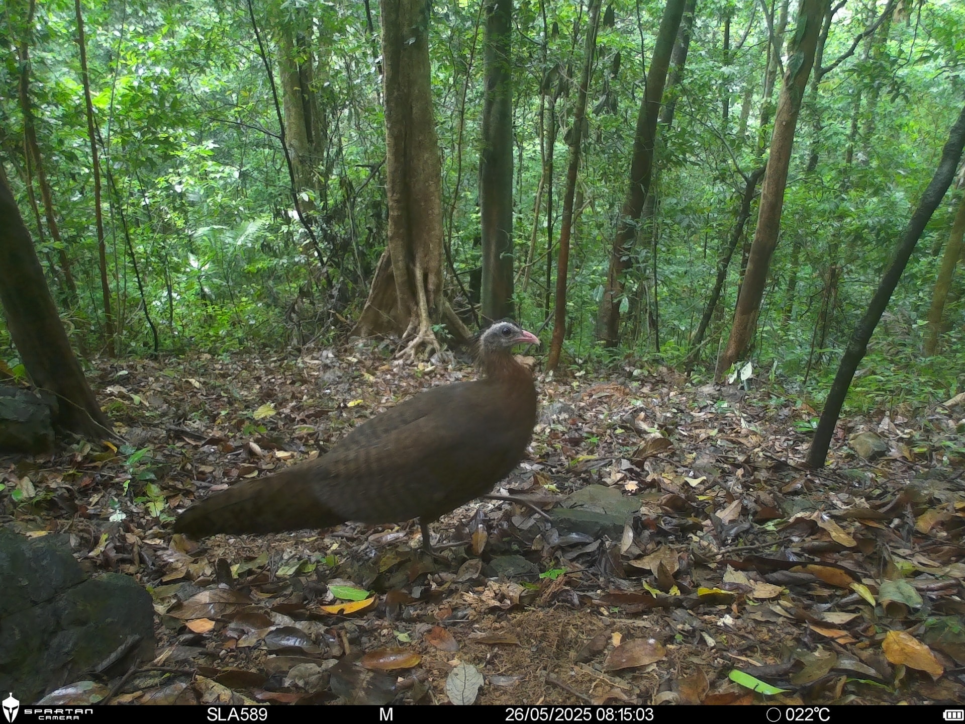 Hình ảnh mới nhất về những loài chim quý hiếm vừa được ghi nhận qua bẫy ảnh- Ảnh 6.