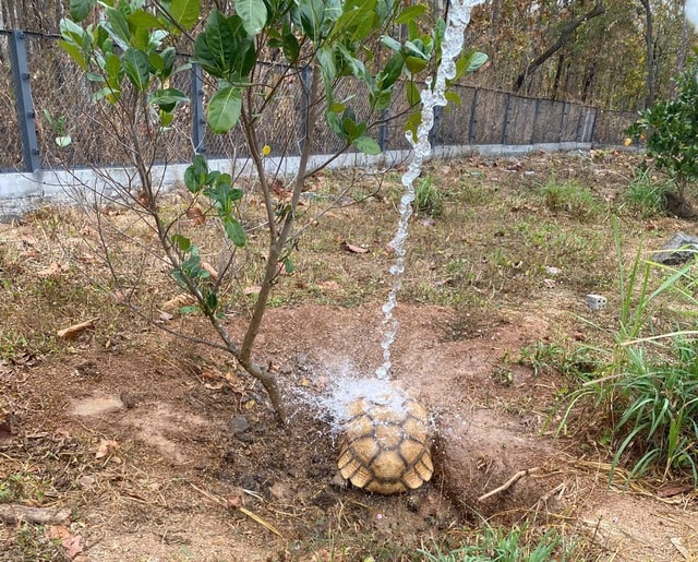 Video: Bồi bổ đặc biệt cho động vật quý hiếm- Ảnh 3.